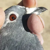 مسافتی|پرنده|اردبیل, |دیوار