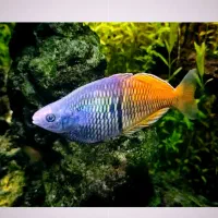 ماهی ردلاین و رمبو