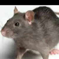 سمپاشی تضمینی|خدمات نظافت|ایلام, |دیوار