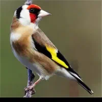 فروش ۴عدد سهره گل بزیر زیبا ودرشت