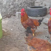 خروس