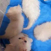 توله گربه|گربه|گرگان, |دیوار