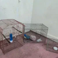 قفس پرنده بلبل قناری مرغ عشق