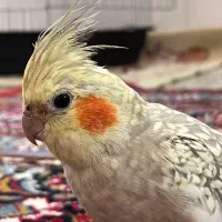 عروس هلندی|پرنده|سرپل ذهاب, |دیوار