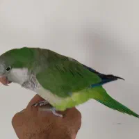 راهب ماده بالغ آماده سخنگو