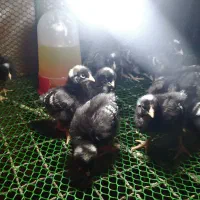 باجوجه‌مرغی که بهت میدم، دیگه تخم‌مرغ از بیرون نخر|حیوانات مزرعه|لنگرود, |دیوار