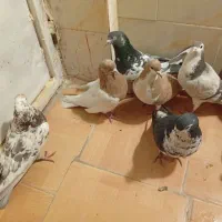 کفتر|پرنده|سرچهان, |دیوار