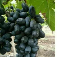 توزیع و تولید نهال گلدانی انگور بلک سیلدیس|خدمات باغبانی و درختکاری|سیرجان, |دیوار