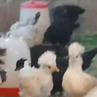 جوجه مرغ نژاد ابریشمی .خروس کوشین زیبا و زینتی،