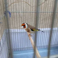 سره دهن دار