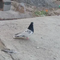 کبوتر کله ای