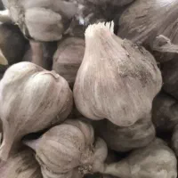 سیر قرمزبشاکردی درشت.