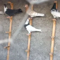 کفتر بوم