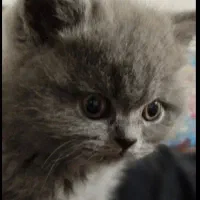 گربه|گربه|قزوین, |دیوار