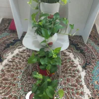 شفلرای ابلق بااستند وچهارعددگلدان پتوس