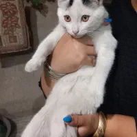 واگذاری گربه