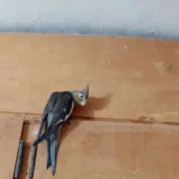 پرورش دهنده خانگی هستم /آماده همکاری|پرنده|ساری, |دیوار