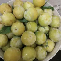 الوزرد درشت و پر مغز