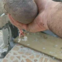 ماده دم قهوای|پرنده|شاهینشهر, شهرک امام علی|دیوار