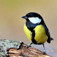 سهره ز.|پرنده|شیراز, میرزاکوچک خان|دیوار