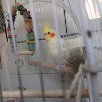 عروس هلندی جوان