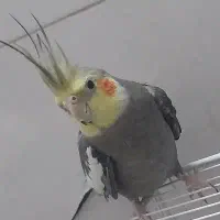 عروس هلندی نر