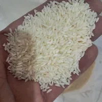 فروش انواع برنج عنبربو درجه یک|خوردنی و آشامیدنی|مشهد, بهشت|دیوار