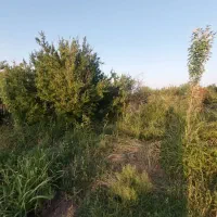 باغ انار|فروش زمین و ملک کلنگی|سلفچگان, |دیوار