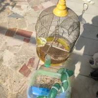 قفسه پرنده و قفسه همستر