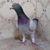 سبز لایی