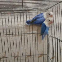 عروس هلندی کوتوله برزیلی بزر گوجه