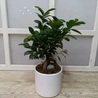 بنسای فیکوس جنسینگ سرسبز|گل و گیاه طبیعی|پردیس, فاز ۱۱|دیوار