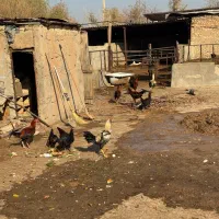 خروس دورگ|حیوانات مزرعه|الوند, |دیوار