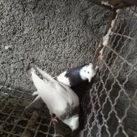 کفتر|پرنده|حمیدیا, |دیوار