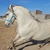 اسب اصیل کرد درجه1