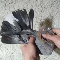 کفتر سرور کاکلی عطیقه