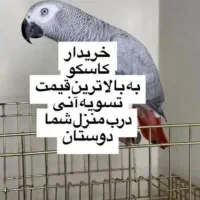 لوری کاسکو کاکادو ارا