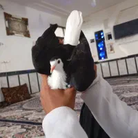 کفترساده معاوضه دارم