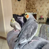 عروس هلندی|پرنده|رشت, رودباری|دیوار