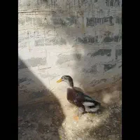 اوردک نر سرحال|حیوانات مزرعه|امیدیه, |دیوار