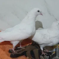 یه جفت چش نوک سفید|پرنده|بروجن, |دیوار