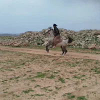 نریان