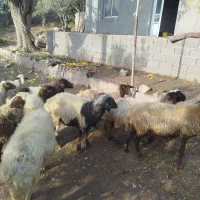 7 راس میش ابس|حیوانات مزرعه|لوشان, |دیوار