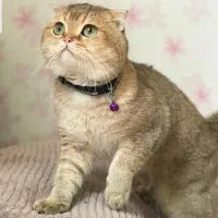 گربه بریتیش اسکلتیش گلد برای جفت دادن