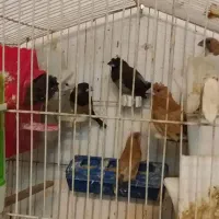 فروش فنج بنگالی