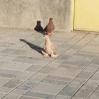 کفتر|پرنده|ملایر, |دیوار