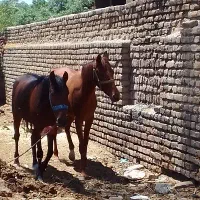 فروش اسب مادیون کرد عرب با کره