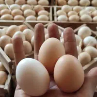 تخم مرغ بومی،محلی