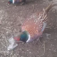 مرع‌وخروس‌امریکای‌تخم‌گزار‌|حیوانات مزرعه|مشگین شهر, |دیوار