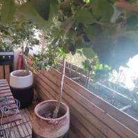 گلدان بزرگ یاس هلندی|گل و گیاه طبیعی|شیراز, زرهی|دیوار